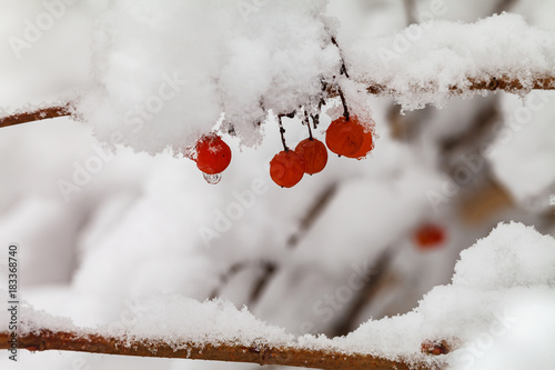 The branches with fruits of red viburnum are covered with snow photo