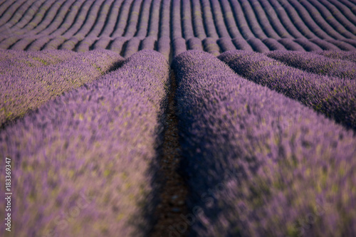 Provence lavender fields in France. Purple waves.