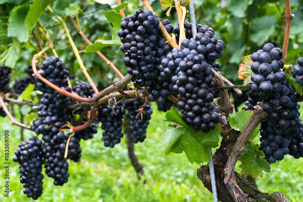 ripe pinot noir grapes hanging on grapevines waiting to be harvested for wine-making