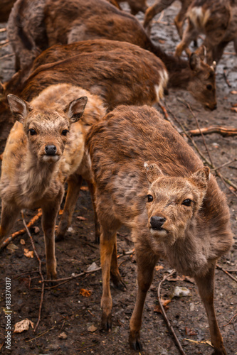 red deers pack