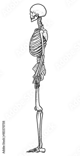 Human skeleton illustration, drawing, engraving, ink, line art, 

vector