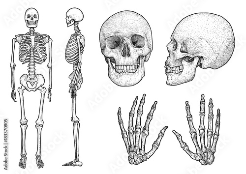 Human skeleton collection illustration, drawing, engraving, ink, line 

art, vector