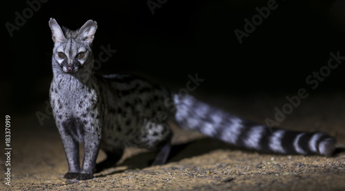 Genet photographed at night using a spotlight sitting and waiting for food photo