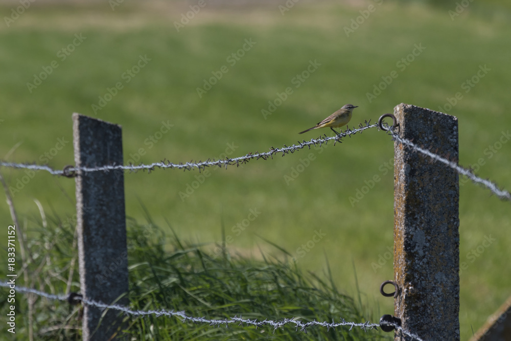 Fototapeta premium Schafstelze