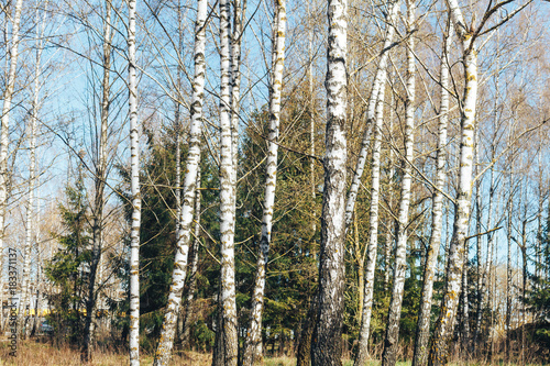 birch forest in sunlight