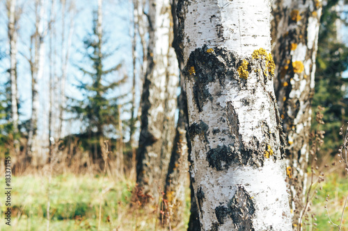 birch forest in sunlight photo
