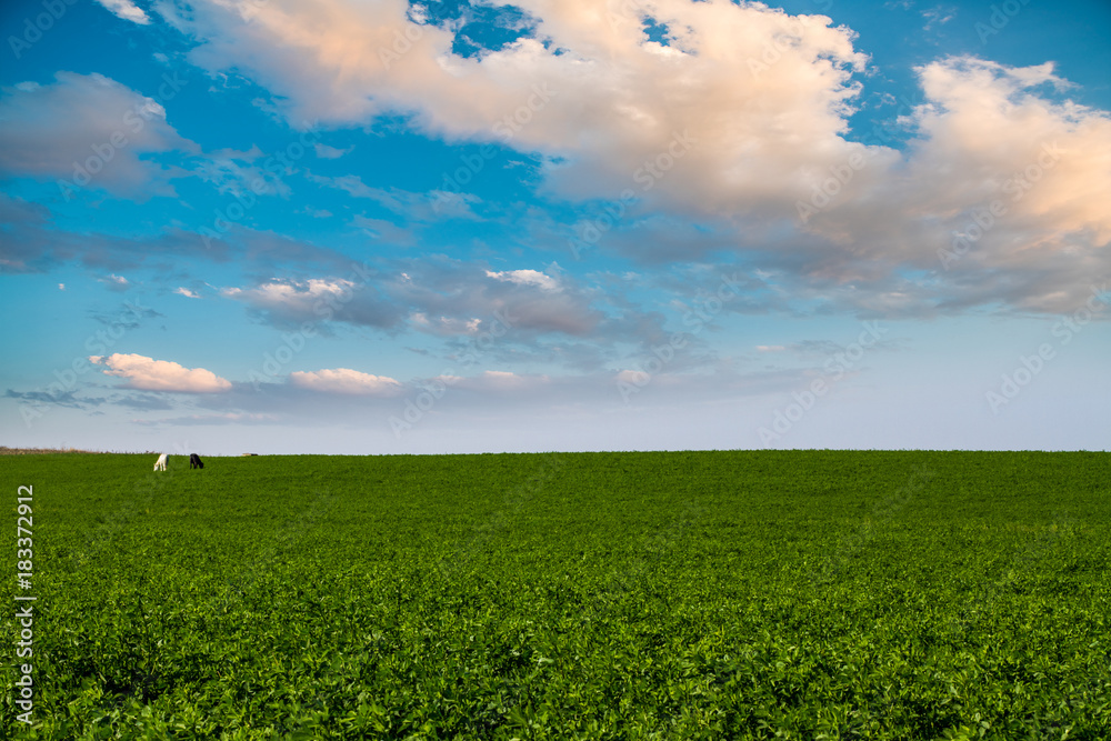 Obraz premium Green Grass Under Blue Sky, with two horses, one black and on white