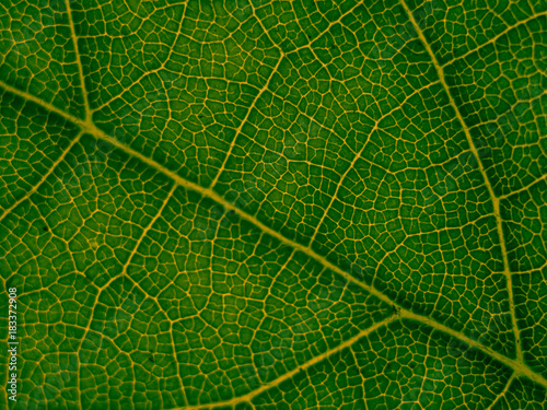 MACRO LEAF
