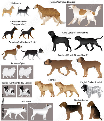 Collection of different breeds of dogs