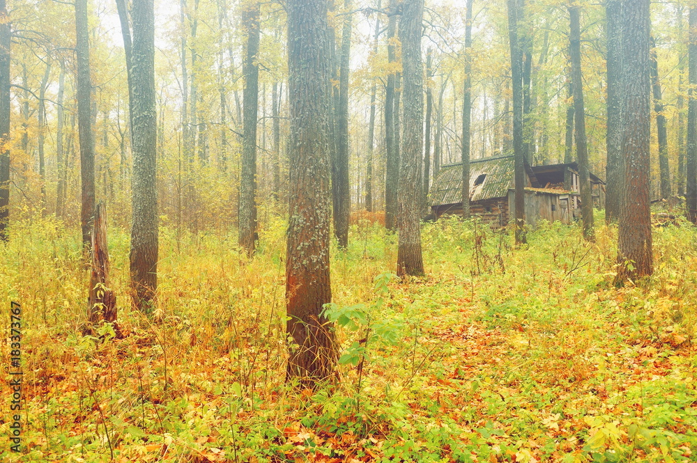 Fototapeta premium oak grove morning fog autumn yellow foliage abandoned hut in the thicket of the forest