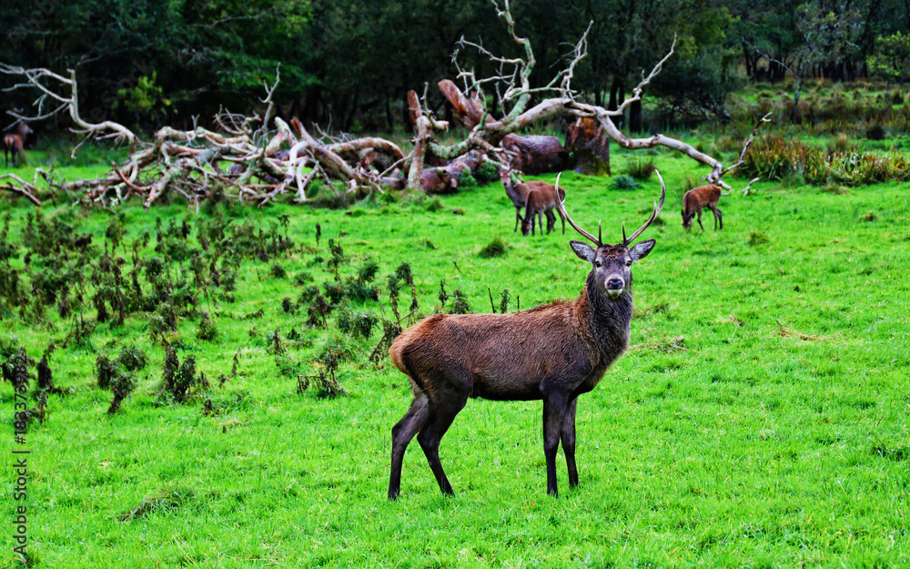 Red deer Red deer