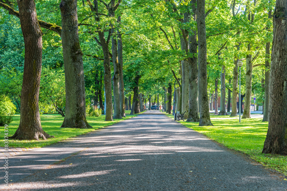 beautiful summer alley in park with old trees