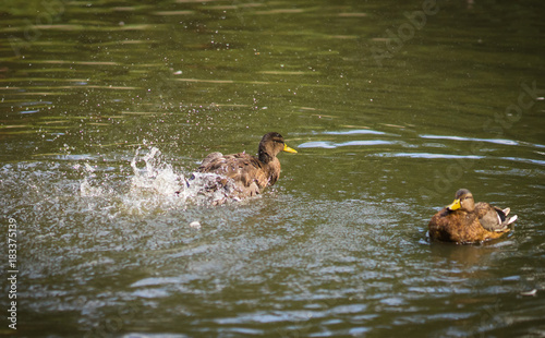 Ducks bathing in a cloud of spray in a pond photo