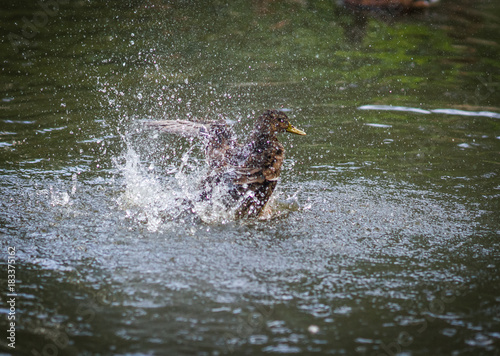 Ducks bathing in a cloud of spray in a pond photo