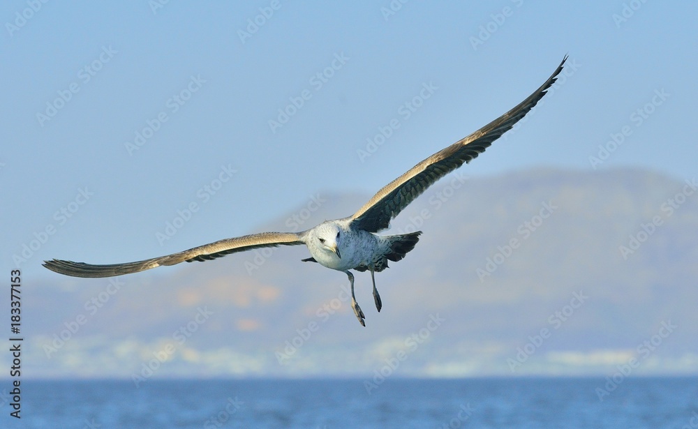 Bird in flight. Natural blue sky background. Flying Juvenile Kelp gull , also known as the Dominican gull and Black Backed Kelp Gull. False Bay, South Africa Bird in flight. Natural blue sky background. Flying Juvenile Kelp gull , also known as the Dominican gull and Black Backed Kelp Gull. False Bay, South Africa
