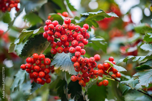 Red wild hawthorn berries on branches close photo