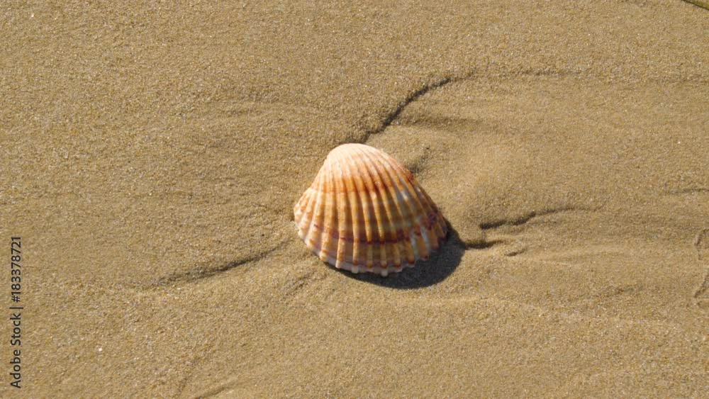 15115_A_white_seashell_on_the_white_sand.mov 15115_A_white_seashell_on_the_white_sand.mov