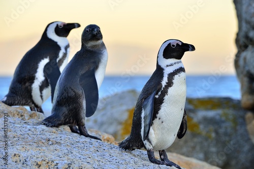 African penguins . The African penguin on the shore in evening twilight. Red sunset sky.