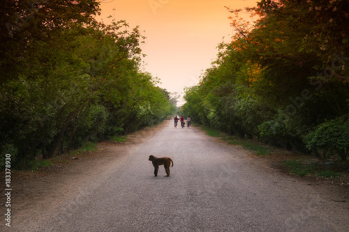 warm evening with a monkey in the road. nepal