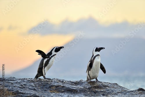 African penguins . The African penguin on the shore in evening twilight. Red sunset sky.