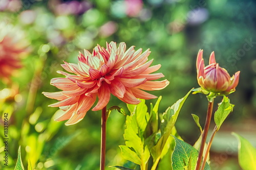 beautiful pink red dahlias on a blurred green background
