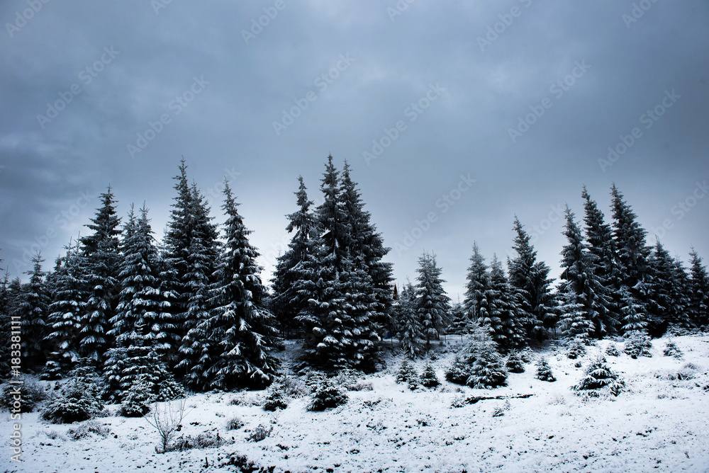 Christmas background with snowy fir trees Christmas background with snowy fir trees