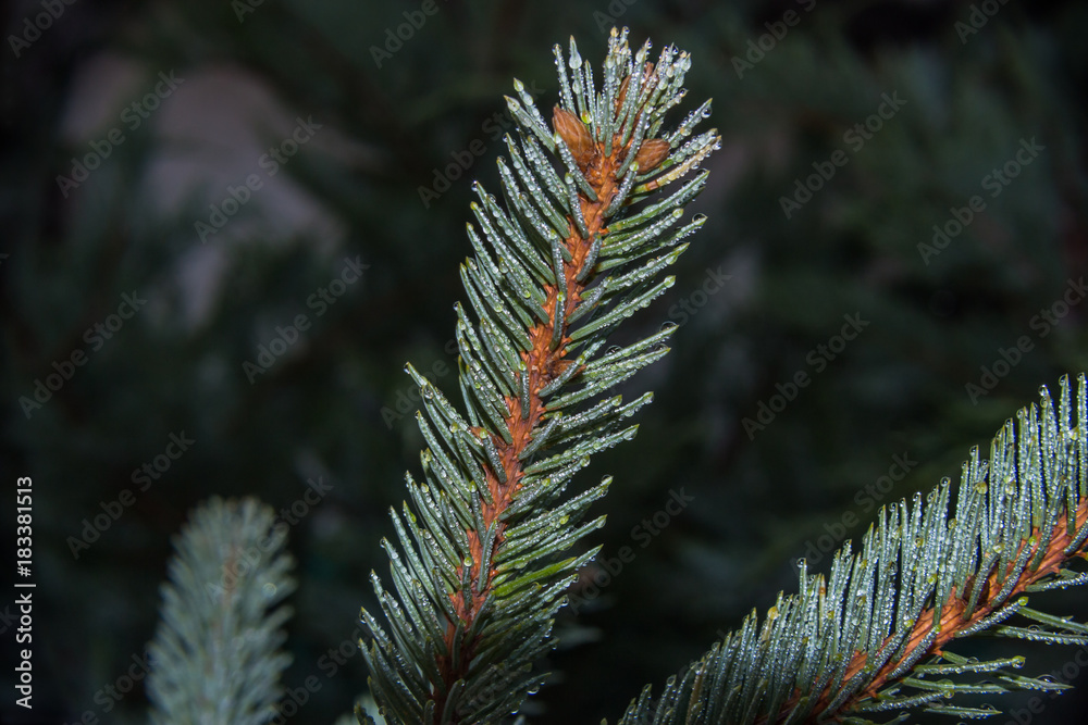 Christmas card by forest environment in special light and color.