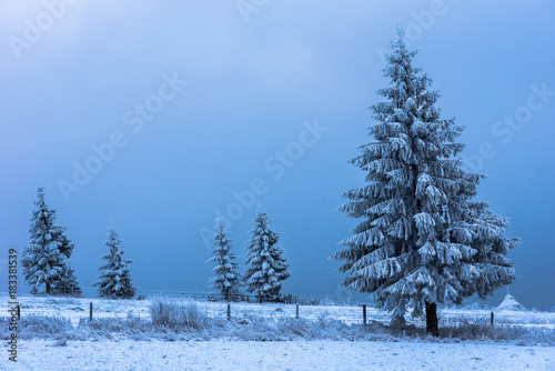 Wallpaper Mural Christmas fir tree covered with hoarfrost and snow Torontodigital.ca
