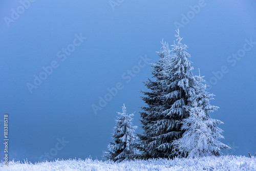 Christmas fir tree covered with hoarfrost and snow