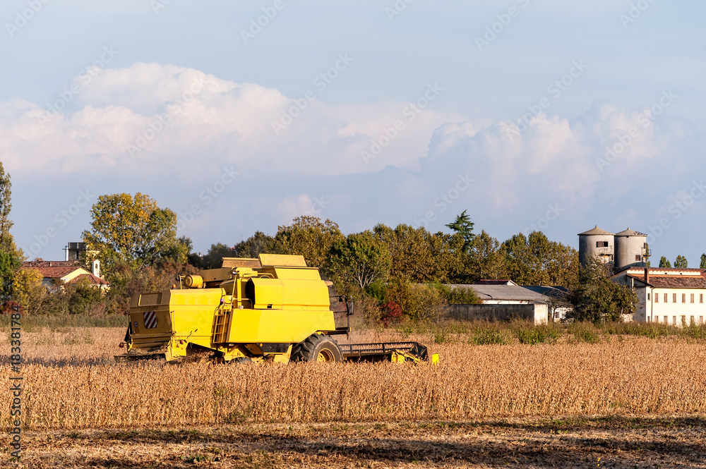 Obraz premium Harvesting of soybean field with combine harvester.