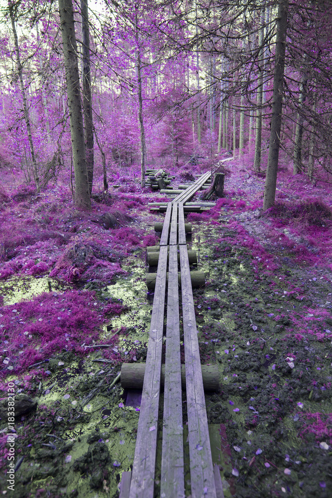 Fototapeta premium Fantasy colored forest. Purple tone corrected image.