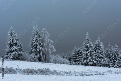 Winter landscape with snowy fir trees and forest. Christmas