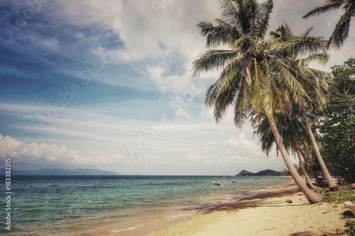 Palm Tree at the beach in Ko Samui  Thailand