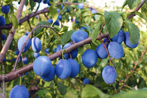 Autumn orchard full of fruits, Ripe plums.