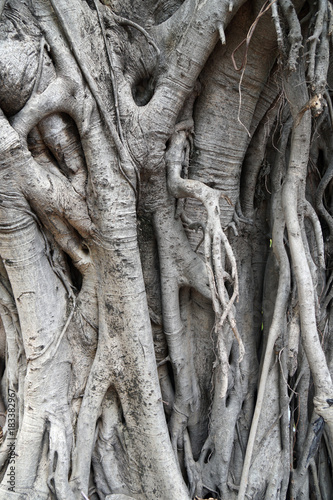 Texture of old tree