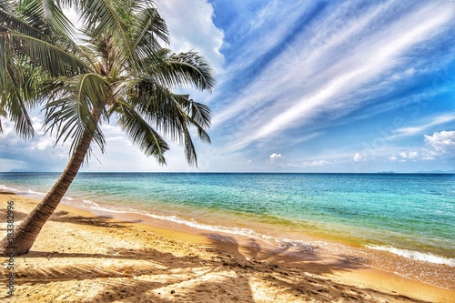 Palm Tree at the beach in Ko Samui  Thailand