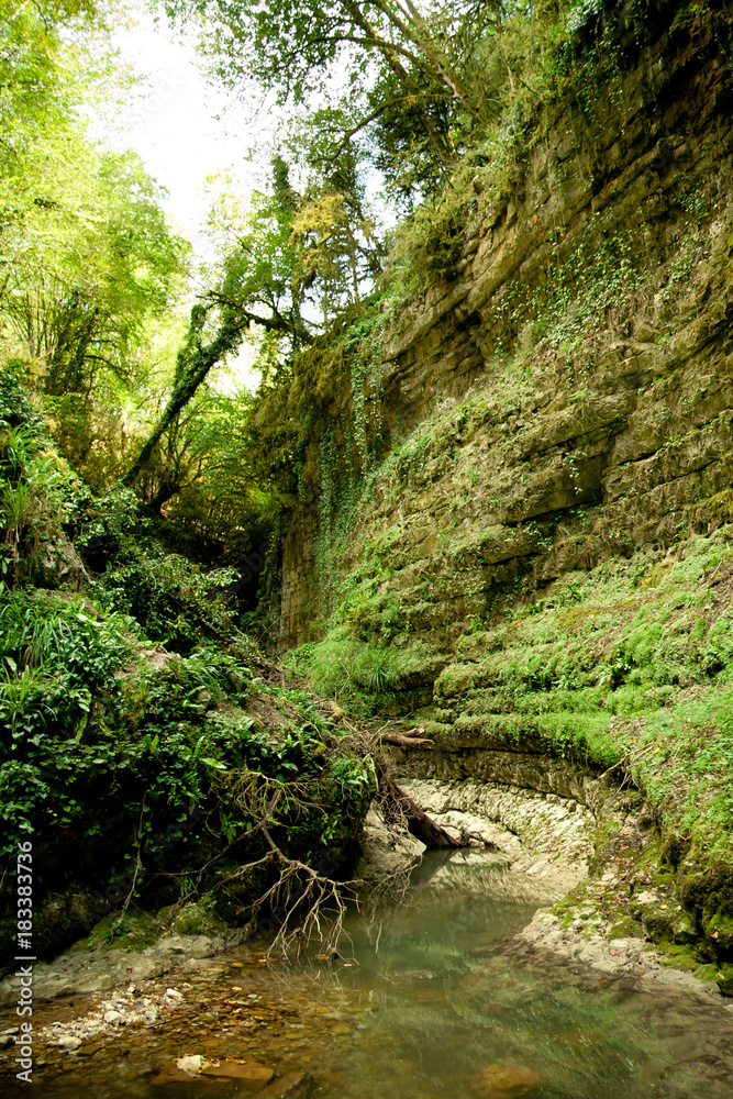 Obraz premium Gorge of the mountain river in the Caucasian forest, green moss