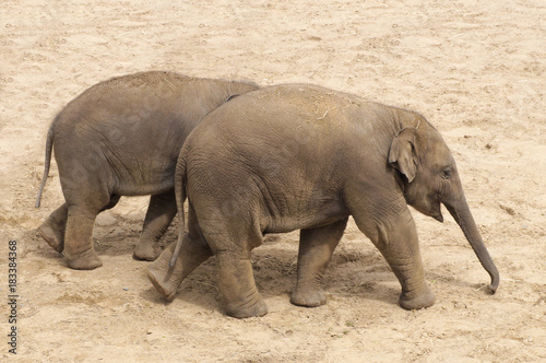 two young elephants