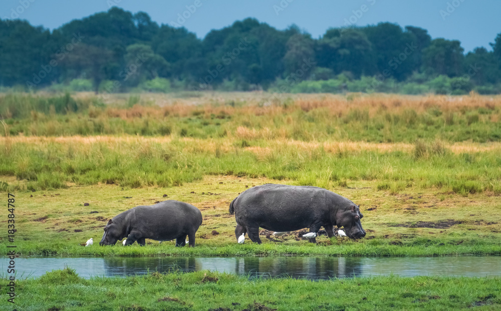 Hippos grazing on the shores of the Chobe River, Chobe National Park, Botswana Hippos grazing on the shores of the Chobe River, Chobe National Park, Botswana