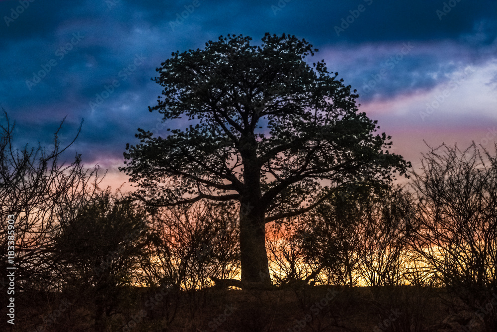Sunset, Baobab tree, Kasane, Chobe National Park, Botswana Sunset, Baobab tree, Kasane, Chobe National Park, Botswana