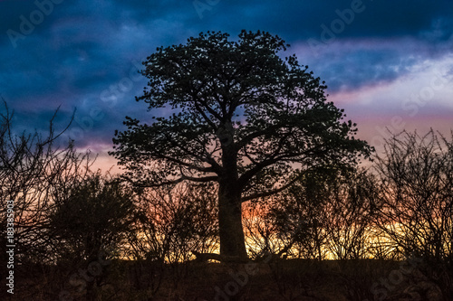 Sunset  Baobab tree  Kasane  Chobe National Park  Botswana