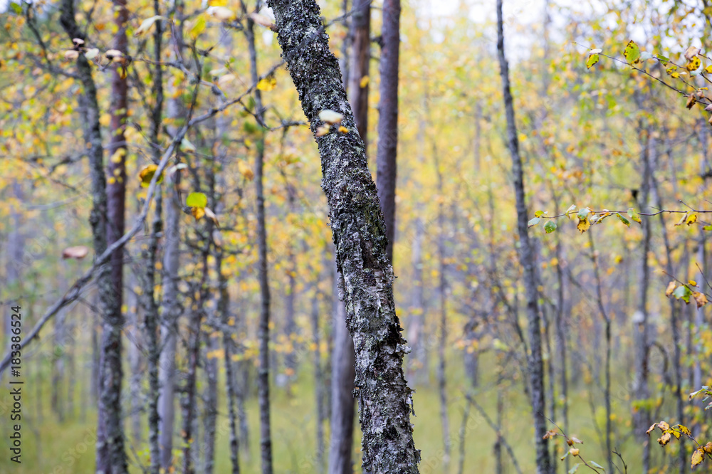 Yellow birch forest in the swamp area in Finland. Autumnal day. Yellow birch forest in the swamp area in Finland. Autumnal day.