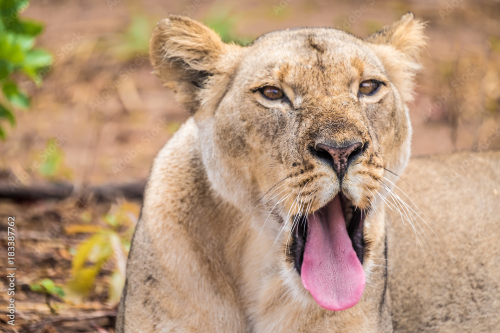 Fototapeta premium Close interaction with a playful lioness, Chobe riverfront area, Serondela, Chobe National Park, Botswana
