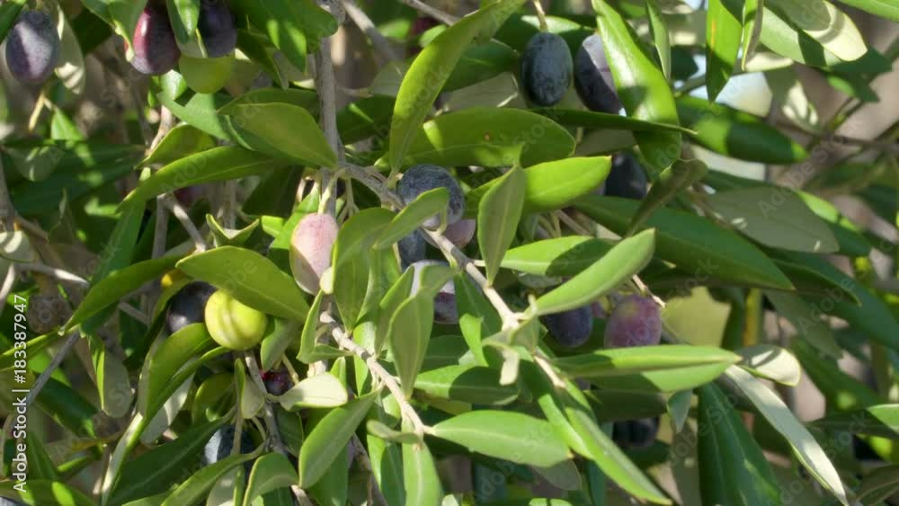 15137_Fruits_of_the_olive_grove_in_the_farm.mov 15137_Fruits_of_the_olive_grove_in_the_farm.mov