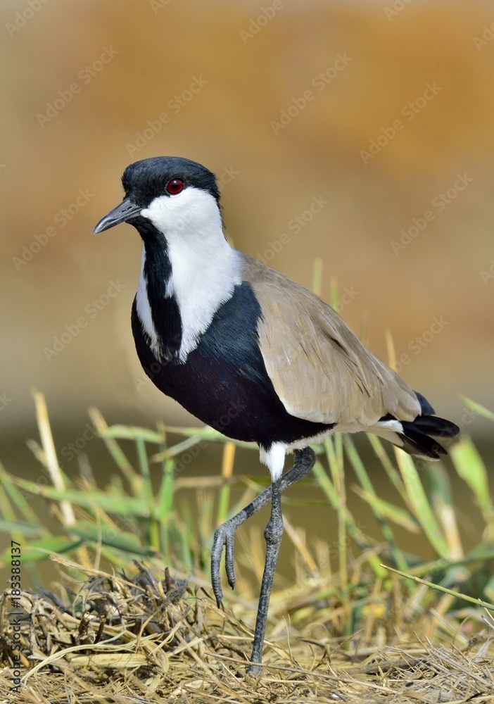 Obraz premium Close up portrait of Spur-winged lapwing. The spur-winged lapwing or spur-winged plover is a lapwing species. 