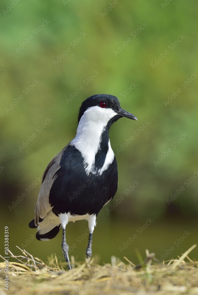 Fototapeta premium Close up portrait of Spur-winged lapwing. The spur-winged lapwing or spur-winged plover is a lapwing species. 