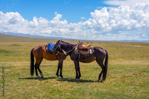 Horses with saddle resting © dinozzaver