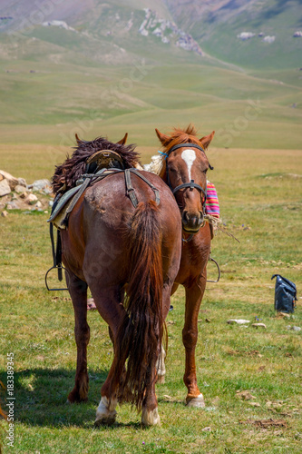 Horses with saddle resting