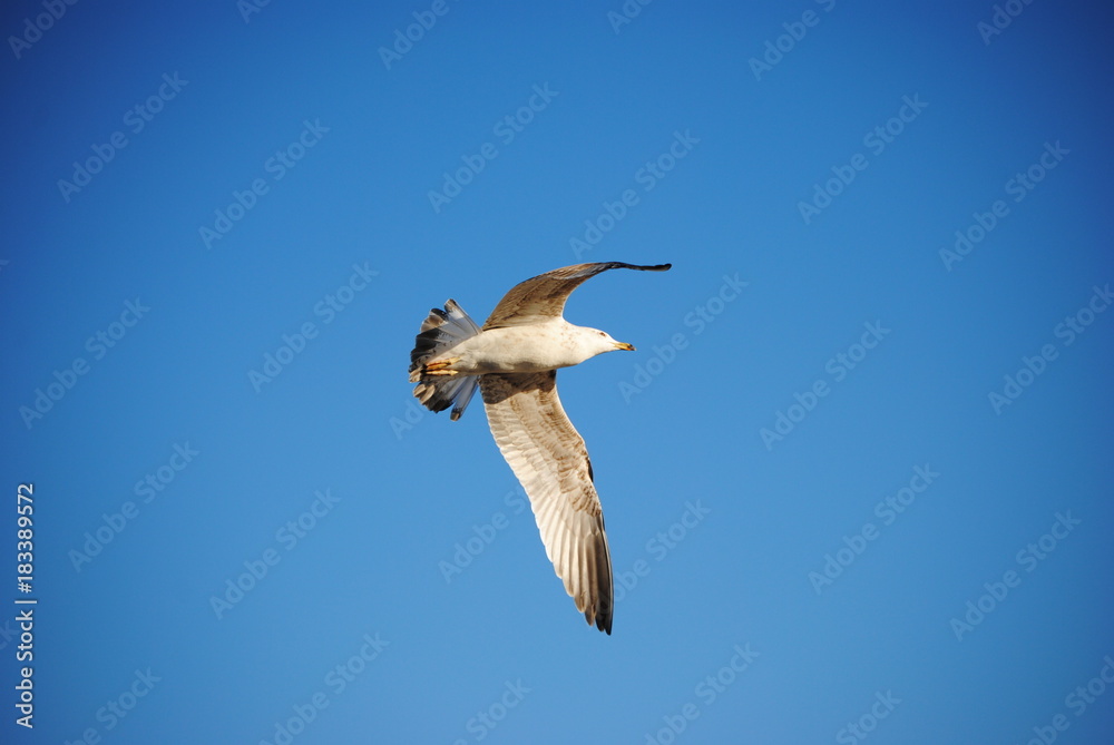 Obraz premium La mouette 