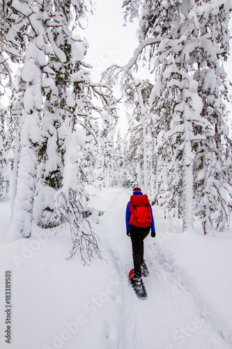 Frau beim Schneeschuhwandern im tief verschneiten Wald in Lappland, Finnland